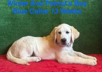 AKC White Labrador Long Hair & Standard Coat Pups