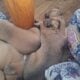 Pitbull English Mastiff Puppies Ready