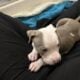 Pit bull puppies