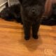 Tibetan mastiff chow chows