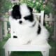 Black and White AKC Parti Pomeranian Puppy Adam