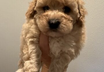 Micro Mini Bernedoodle Puppies for Sale!