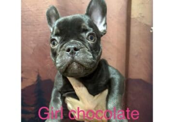 frenchie pups