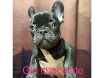 frenchie pups