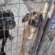 Akc/ ICCF Cane corso puppies