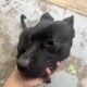 Meet Dakota – A Loyal and Playful Companion!