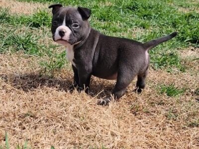 American Bully Puppies