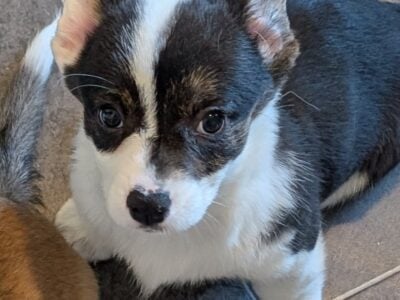 6 Females Available