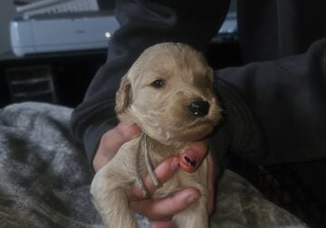 Precious Goldendoodle puppy- mint