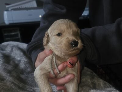 Precious Goldendoodle puppy- mint