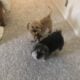 2 male fully trained Havapoo’s