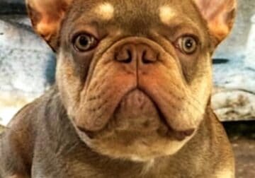 Male AKC French Bulldog
