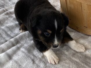 This puppy would make a wonderful pet for someone.