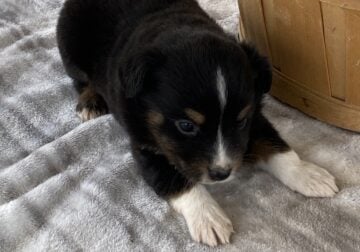 This puppy would make a wonderful pet for someone.