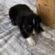This puppy would make a wonderful pet for someone.