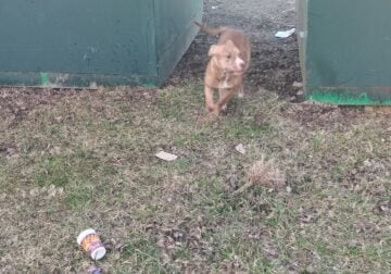 Free red nose pitbull puppies