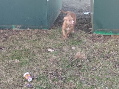 Free red nose pitbull puppies