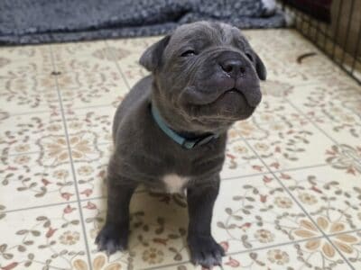 Cane Corso Puppies