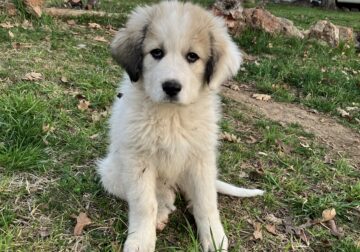 Great Pyrenees puppies