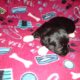 Shadow, Coton De Tulear, Apri spring break special