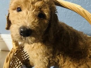Puppies golden doodle