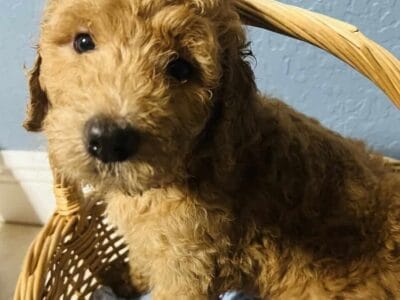 Puppies golden doodle