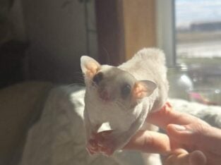 Sugar Gliders Taz and Shadow