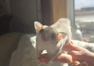 Sugar Gliders Taz and Shadow