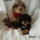 Mini bernedoodle Chance