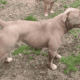 Blue and white female F1 Olde English Bulldogge