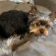 CKC Teacup Yorkie puppies