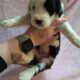 Old English Sheepdog Puppies