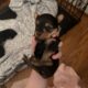 CKC female Teacup Yorkie