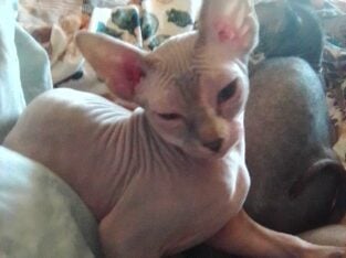 Rare lilic sphinx