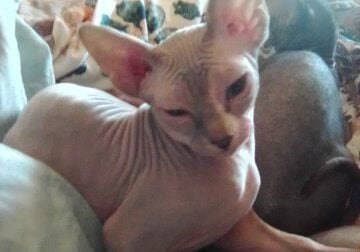 Rare lilic sphinx