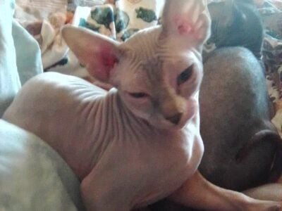 Rare lilic sphinx
