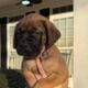 English Mastiff Puppies