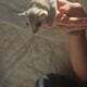 Sugar Gliders Taz and Shadow