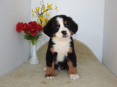 AKC Bernese MT Dog Puppies, Quality Bloodlines