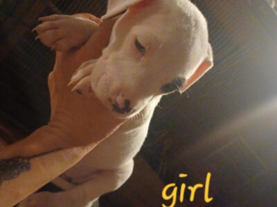 Bully pups