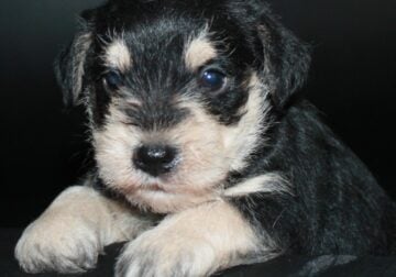 AKC Miniature Schnauzers