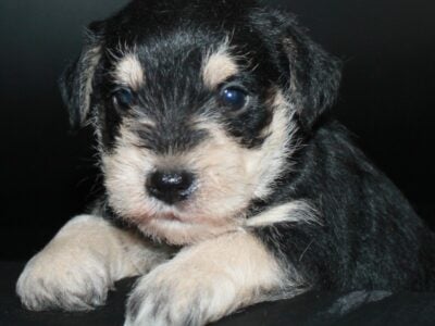 AKC Miniature Schnauzers