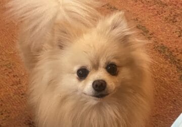 Rehome a Sweet Pomeranian