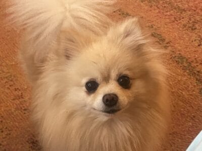 Rehome a Sweet Pomeranian