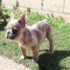 Family raised healthy French bulldog puppy