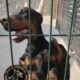 Doberman Puppies