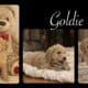 Mini Goldendoodle LAKELAND FL