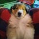 Meet KONA- Rough Collie Puppy 8 weeks