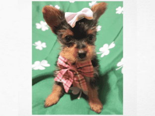 Yorkie Female Macomb, Michigan