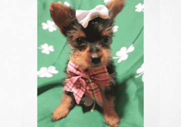 Yorkie Female Macomb, Michigan